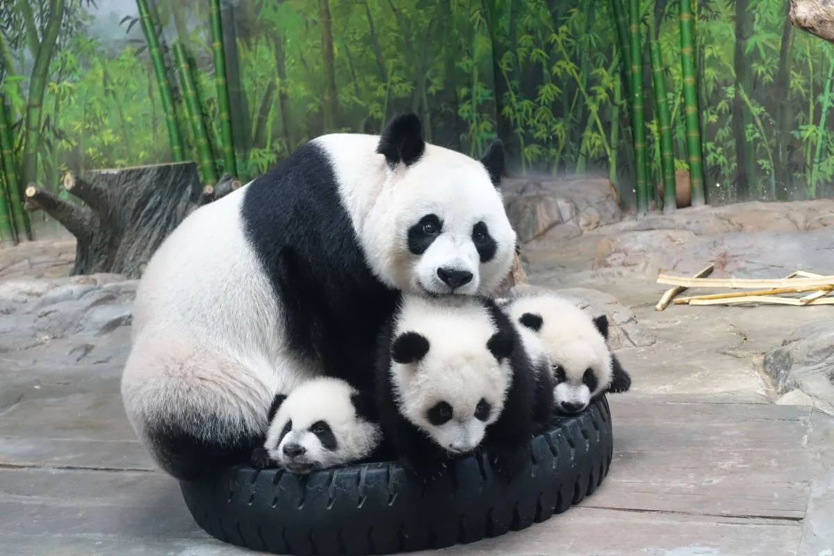 Chimelong Safari Park Animals You Can't Miss
